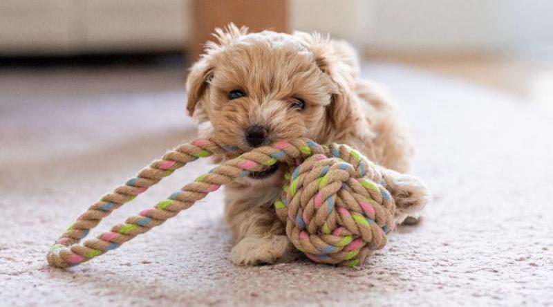 Jak często psy powinny bawić się zabawkami?