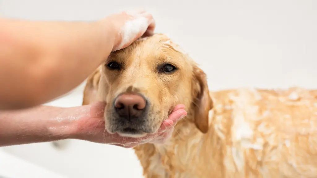 1. Buddy Wash Lawendowy szampon i odżywka dla psów - najlepszy ogólnie