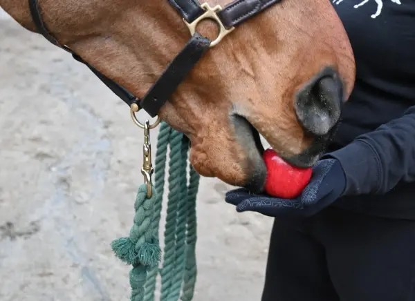 2. Thapower Women Horse Riding Gloves - Najlepsza wartość