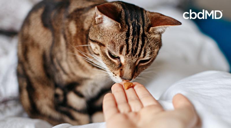 Potencjalne korzyści zdrowotne przysmaków konopnych dla kotów