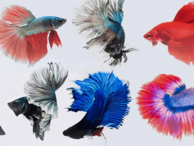 10 rzadkich kolorów rybek betta (ze zdjęciami)