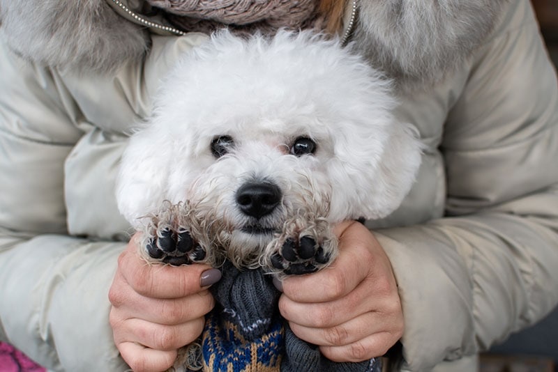 3. Bichon jest przyjazny dzieciom