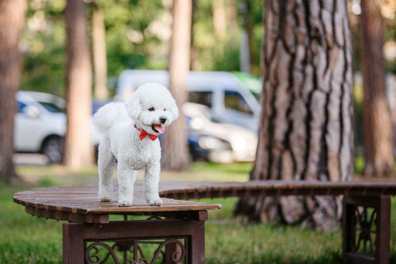 10 najlepszych karm dla psów Bichon Frises w 2024 roku - recenzje i najlepsze propozycje