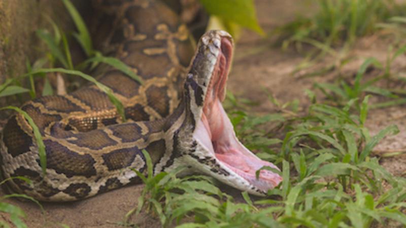 7 największych węży na świecie (ze zdjęciami)