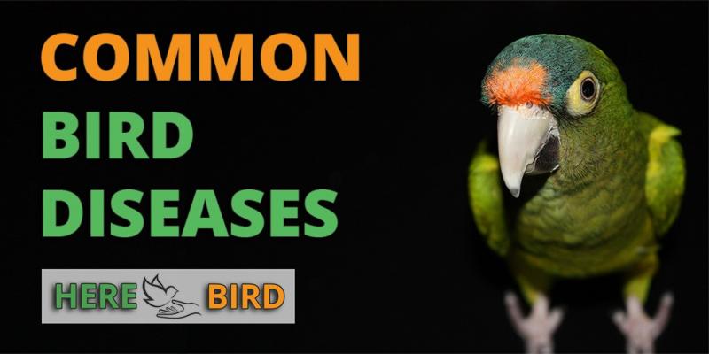 12 najczęstszych chorób u ptaków domowych