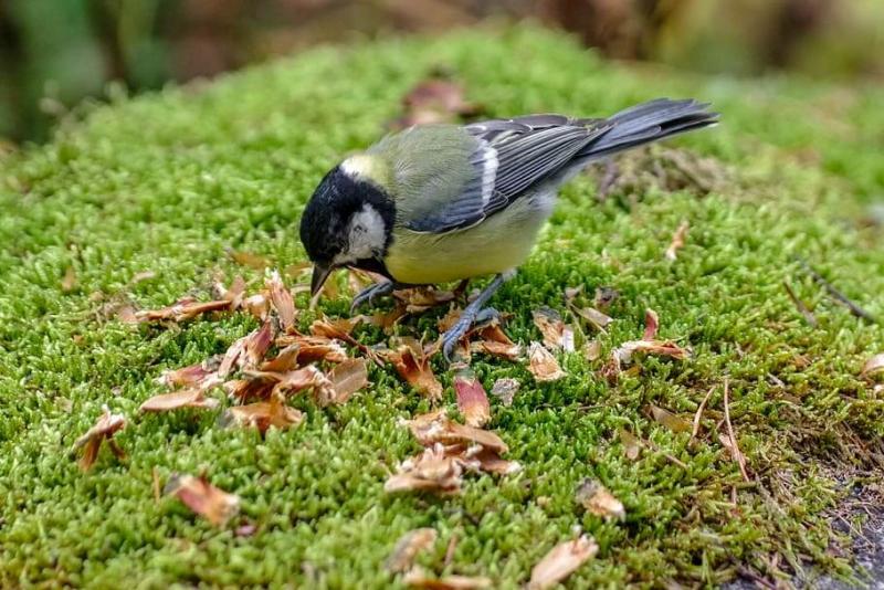 Czy ptaki mogą jeść nasiona traw?
