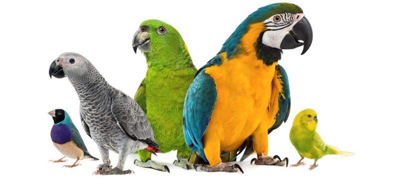 27 fascynujących i zabawnych faktów o ptakach domowych, o których nigdy nie wiedziałeś