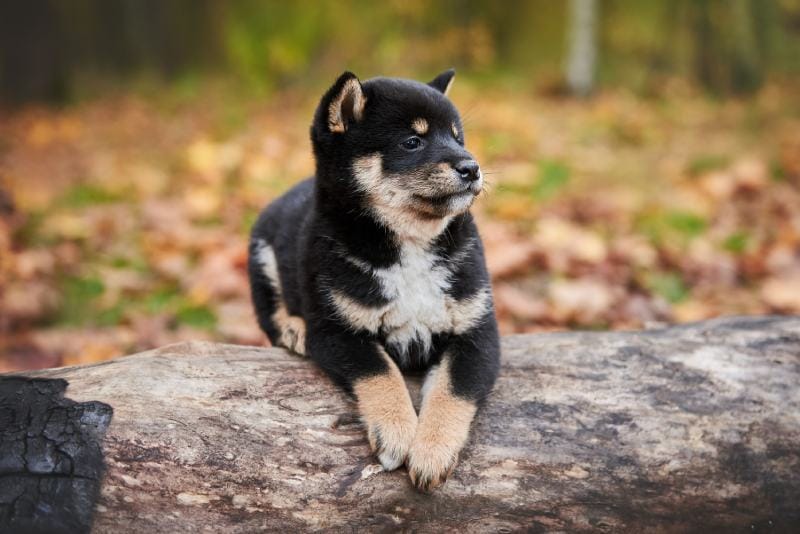 Osobowość i temperament shiba inu