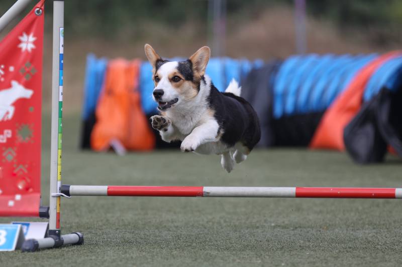 Ile kosztuje agility dla psów w 2024 r. (szkolenie i sprzęt)?