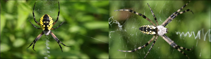 6 gatunków pająków występujących w Waszyngtonie