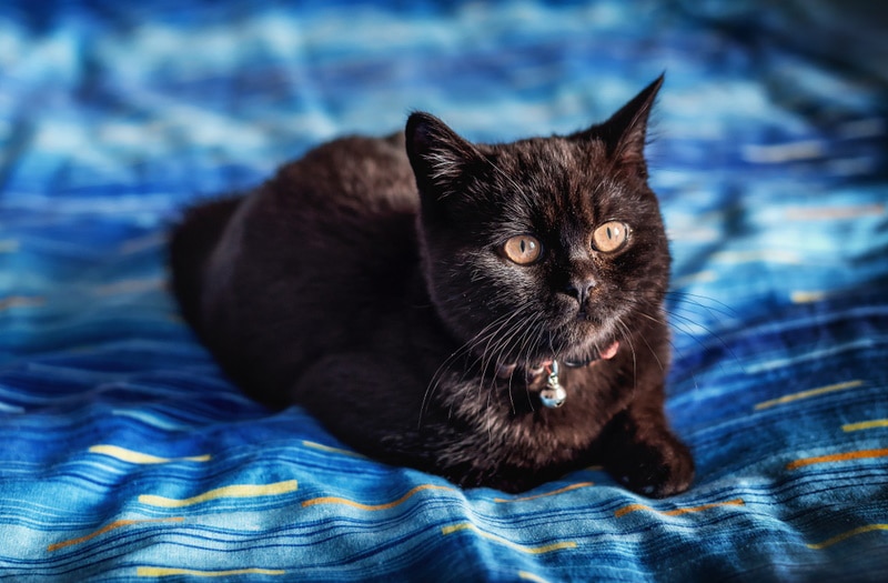 Czy istnieją czarne koty brytyjskie krótkowłose? Co mówi nam nauka