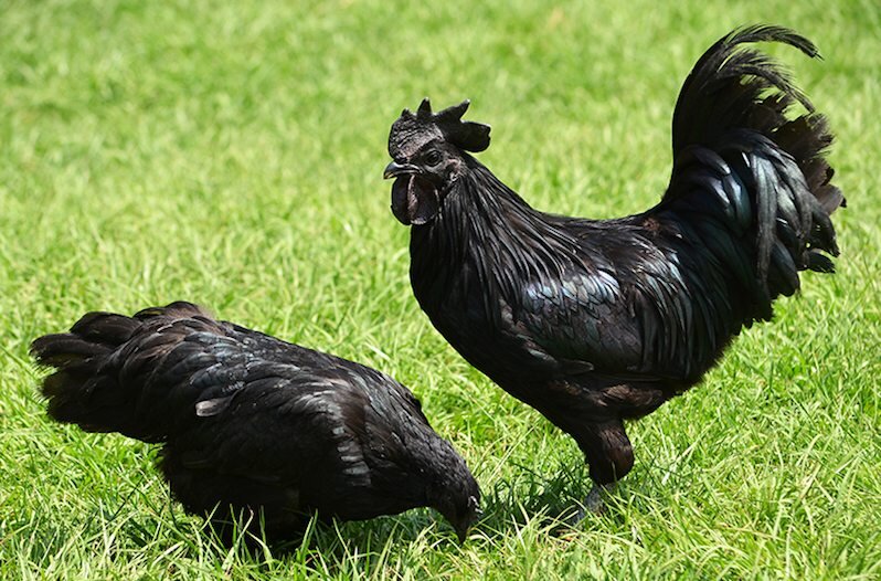 10. Kurczaki sumatrzańskie