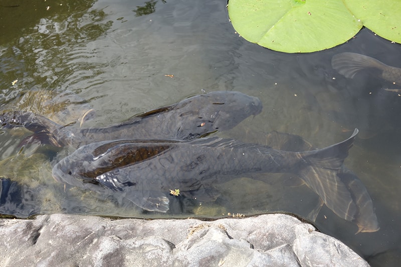 3. Czarne koi symbolizują szczęście i pozytywne nastawienie.