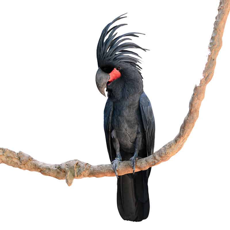 undefined2. Kakadu palmowa: Dzięki charakterystycznemu grzebieniowi i uderzającemu czarnemu ubarwieniu, kakadu palmowa jest bardzo poszukiwanym gatunkiem wśród entuzjastów papug. Pochodzące z lasów deszczowych Nowej Gwinei i pobliskich wysp, te inteligentne ptaki wymagają przestronnego pomieszczenia i stymulacji umysłowej, aby dobrze się rozwijać. Są one znane ze swojej zdolności do naśladowania ludzkiej mowy i zabawnych, psotnych osobowości, ale ich koszt może wahać się od kilku do kilkudziesięciu tysięcy dolarów.