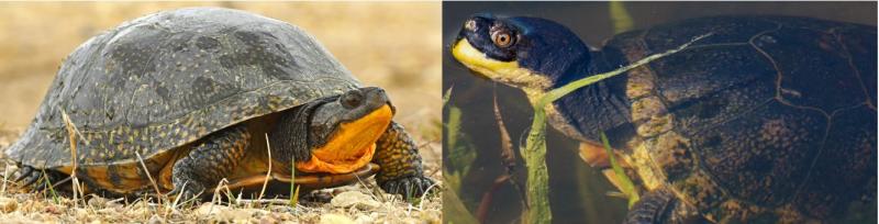 7 żółwi występujących w Indianie (ze zdjęciami)