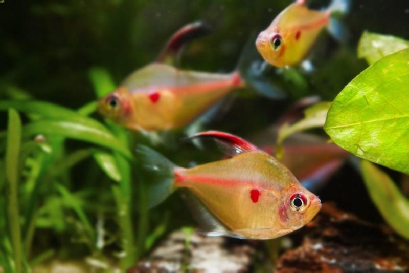 Bleeding Heart Tetra: przewodnik pielęgnacji, zdjęcia, konfiguracja zbiornika i informacje