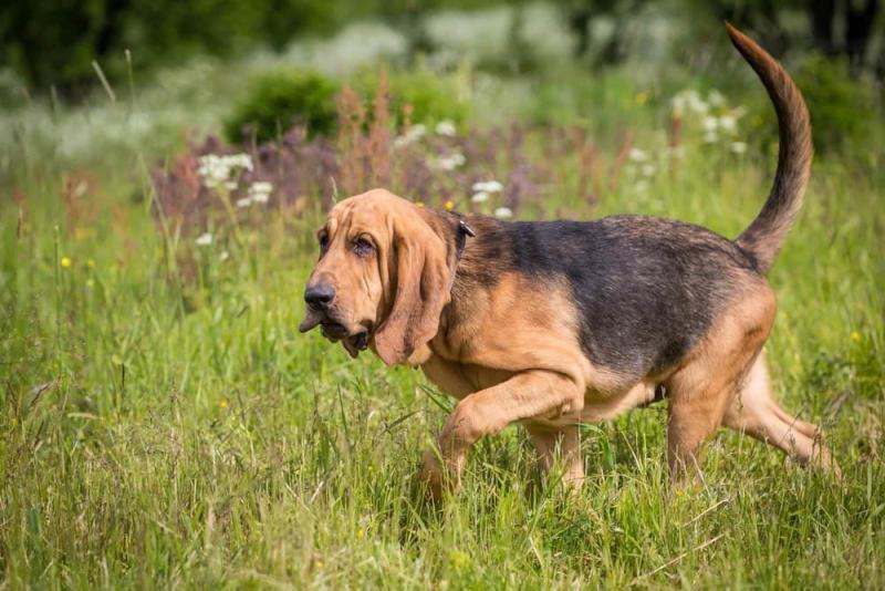 8. Bloodhoundy mają długą żywotność jak na duże psy