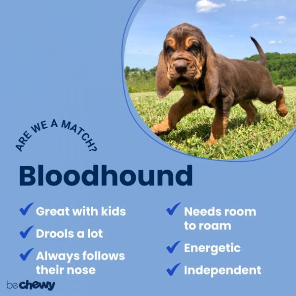 Leczenie alergii u psów rasy bloodhound