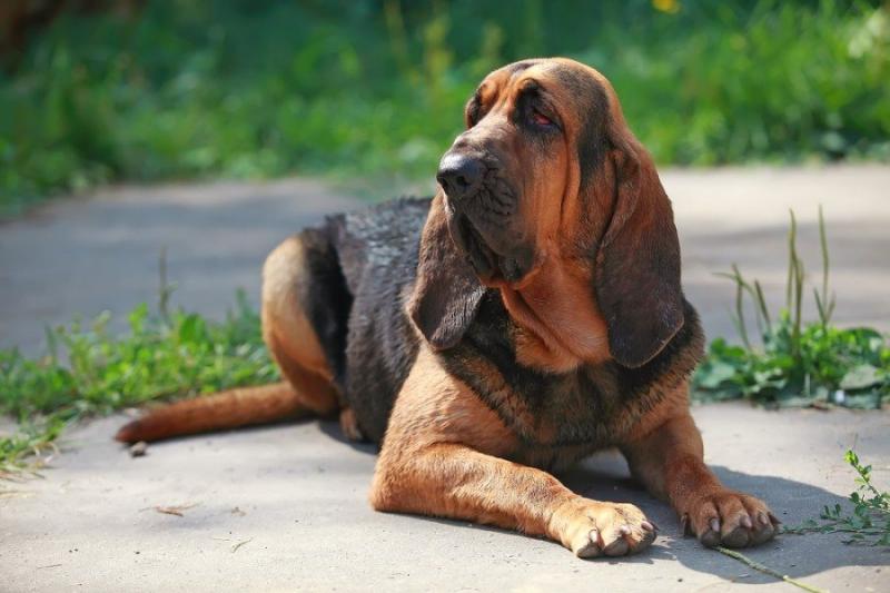 3 piękne kolory bloodhoundów (ze zdjęciami)