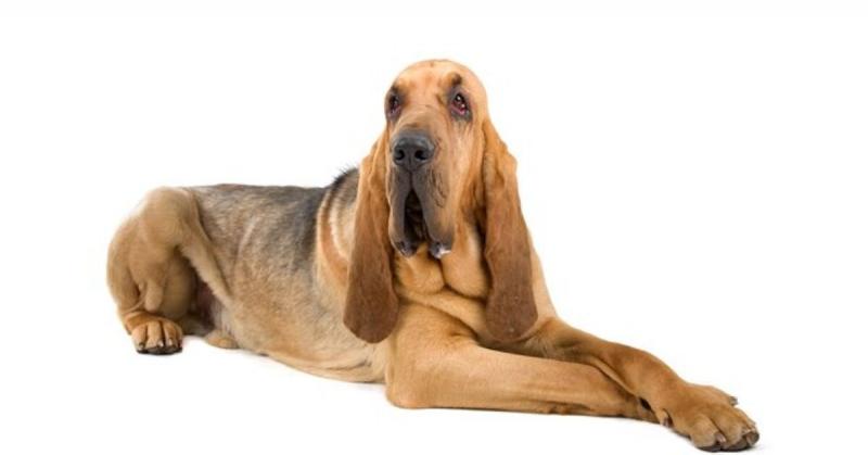 10 mieszanek psów rasy bloodhound: Historia, zdjęcia i informacje
