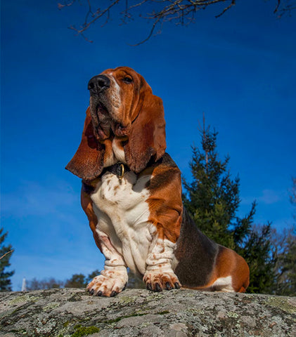 Charakterystyka psów rasy Beagle Bloodhound