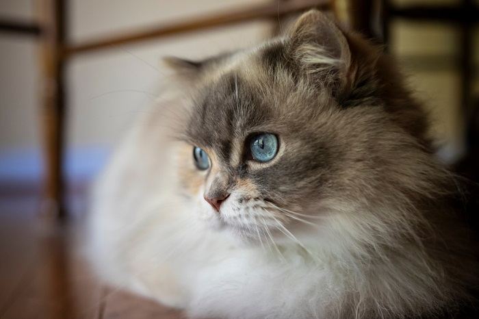 Temperament i inteligencja kota napoleońskiego