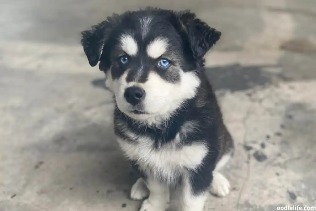 Kiedy oczy psa zmieniają kolor?