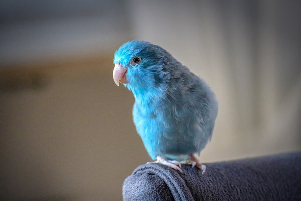 Adopcja papużki niebieskoskrzydłej