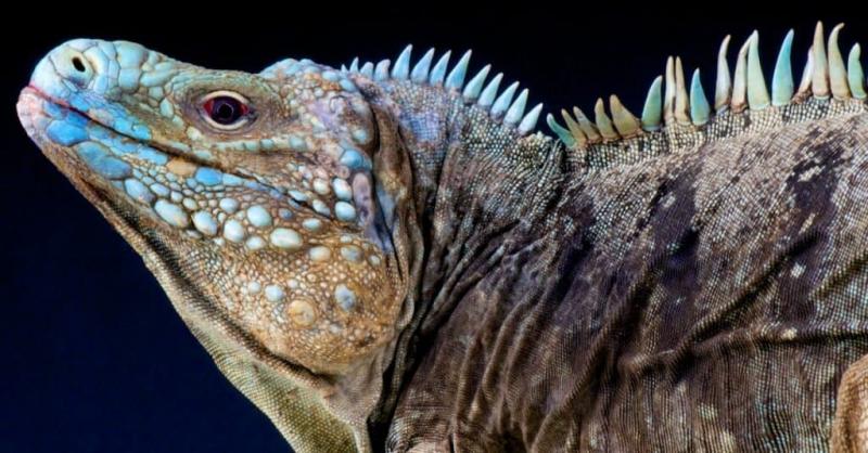 5. Iguana kolczasta północno-wschodnia