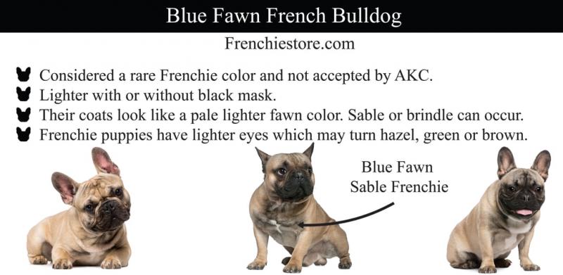 Najwcześniejsze wzmianki o niebieskim płowym buldogu francuskim w historii