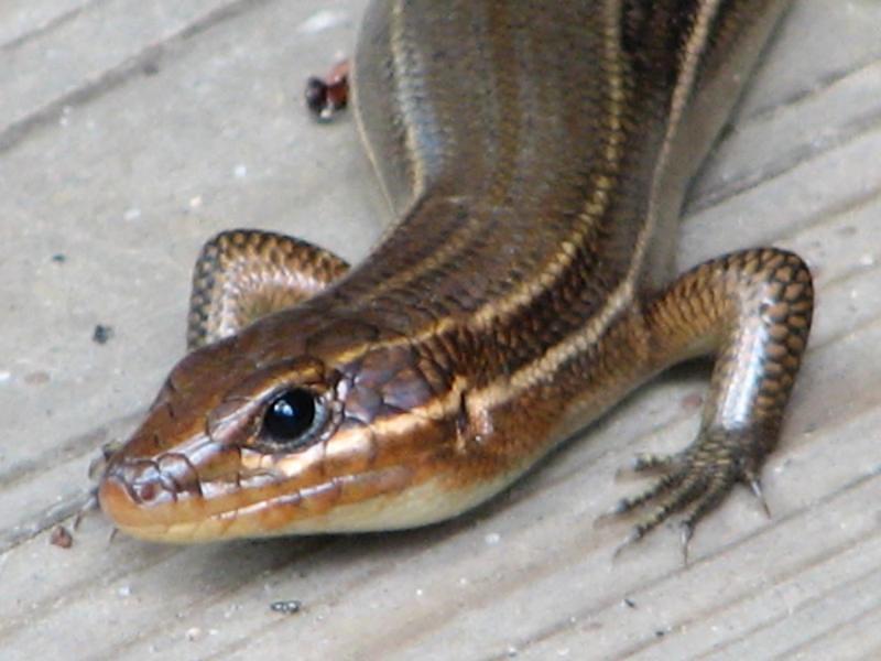 3. Five Lined Skink