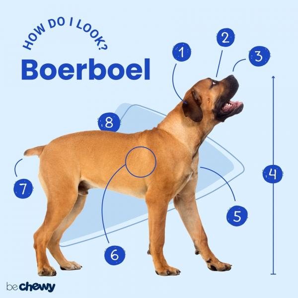 3 mało znane fakty o rasie Boerboel