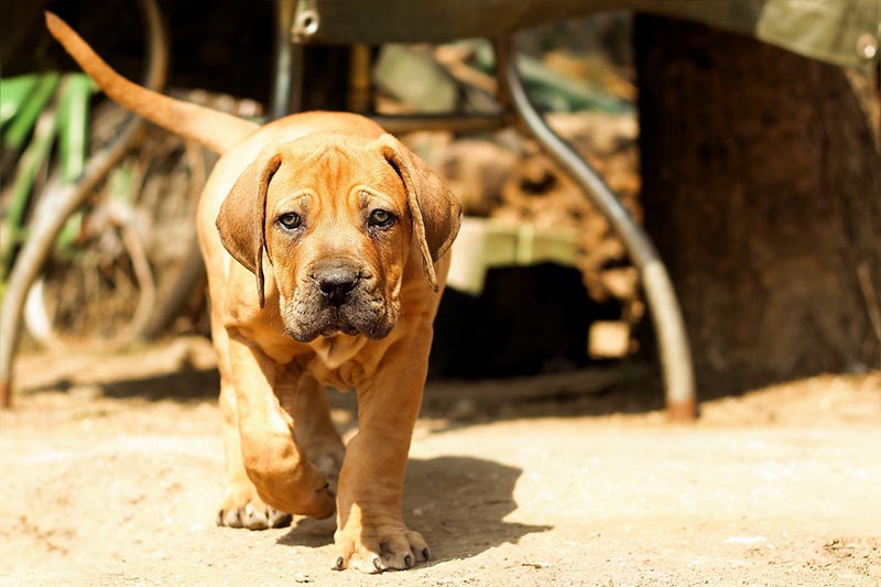 Ponad 220 unikalnych imion dla boerboelów: Pomysły na silne i lojalne psy