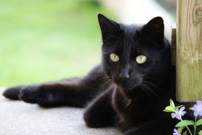 Jak pomóc kotu bombajskiemu zachować zdrowie?