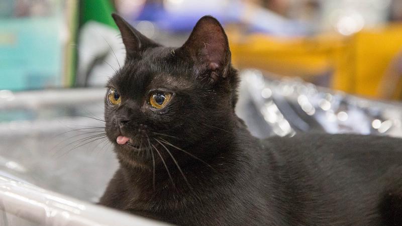 Koty bombajskie a koty czarne: Różnice (ze zdjęciami)