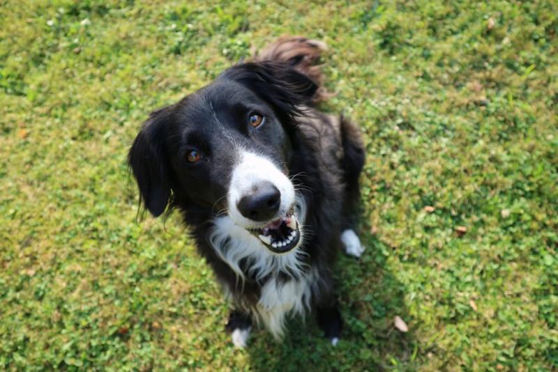 Jak wytresować Border Collie: 15 porad i wskazówek