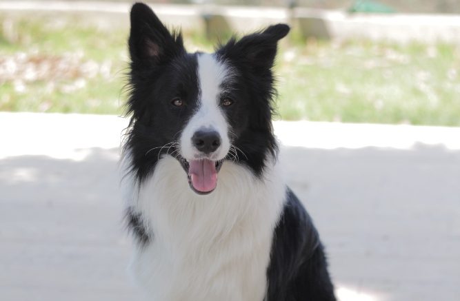 Dlaczego border collie są podatne na lęk separacyjny?