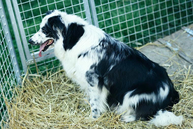 Który materiał jest najbardziej odpowiedni dla Border Collie?