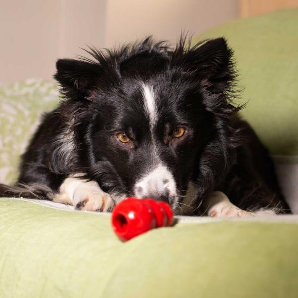 Wskazówki, jak utrzymać Border Collie w zdrowiu i bezpieczeństwie