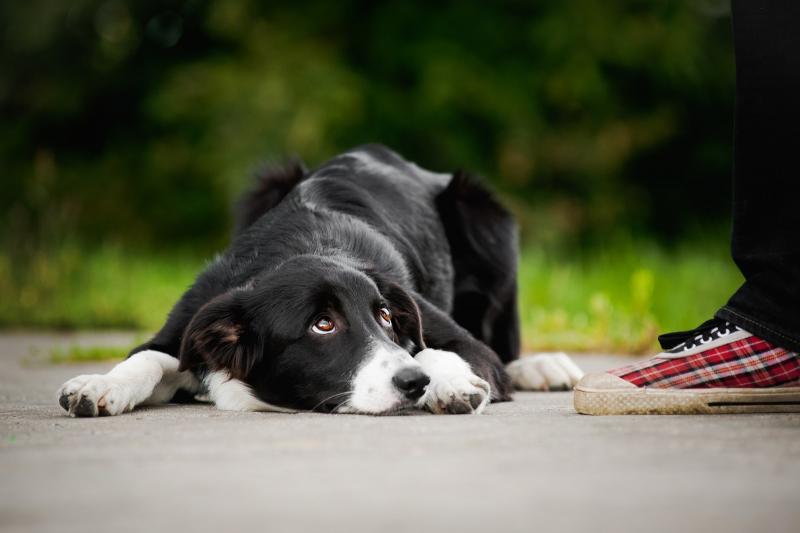 Czy psy mogą odczuwać wstyd lub poczucie winy? Odkrywanie psich emocji
