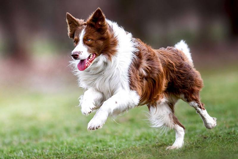 Najwcześniejsze wzmianki o rasie Red Border Collie w historii