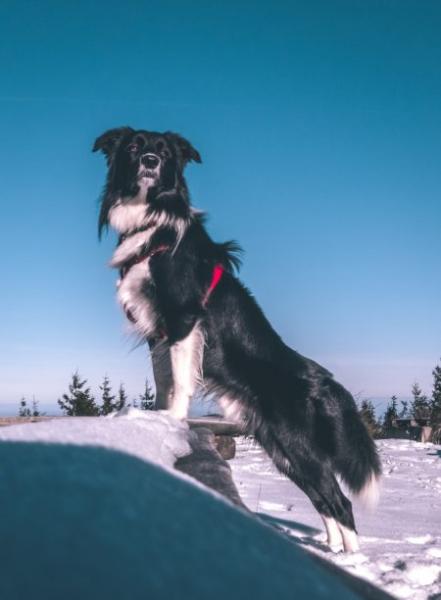 Dlaczego border collie może nie być idealnym psem służbowym dla ciebie?