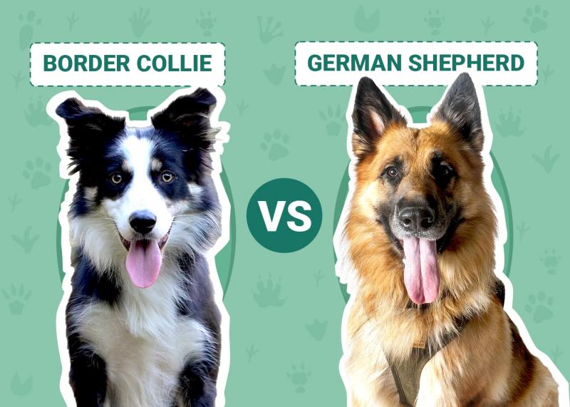 Border Collie vs owczarek niemiecki: Kluczowe różnice (ze zdjęciami)