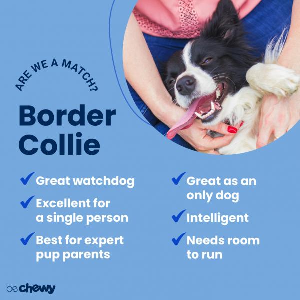 Temperament i inteligencja Border Collie