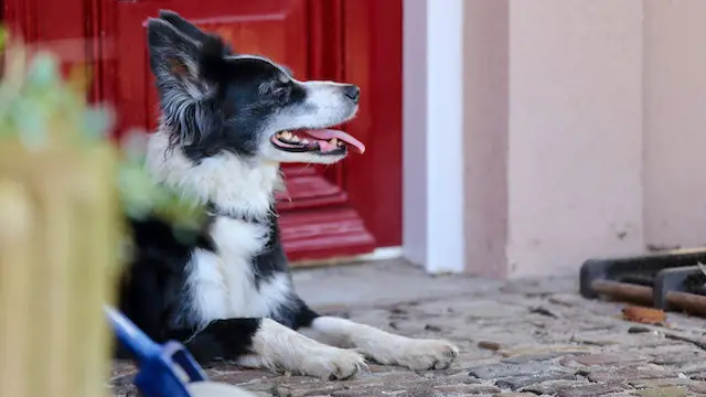 Szczenięta mieszanki owczarka niemieckiego i collie