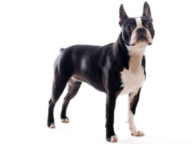 Czy Boston Terrier ma ogon?