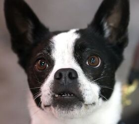 Rasa psów Bochi (Boston Terrier & Chihuahua Mix): zdjęcia, przewodnik pielęgnacji i cechy charakterystyczne