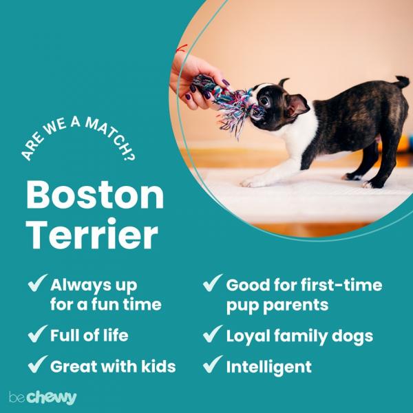 Czy Boston Terrier będzie dobry w kontaktach z dziećmi? Temperament rasy i porady dotyczące opieki
