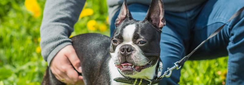Szczenięta rasy Boston Bull Terrier
