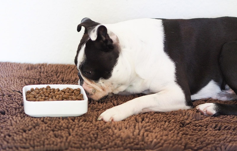 Dlaczego mój Boston Terrier tak często puszcza bąki? 6 sprawdzonych przez weterynarza powodów
